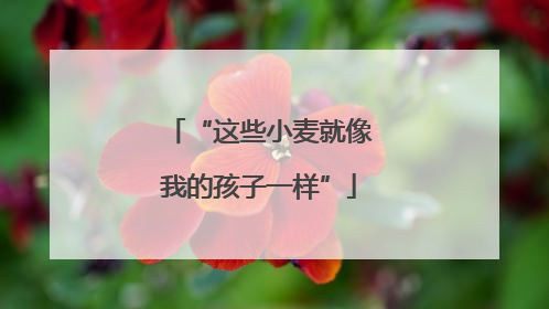 “这些小麦就像我的孩子一样”