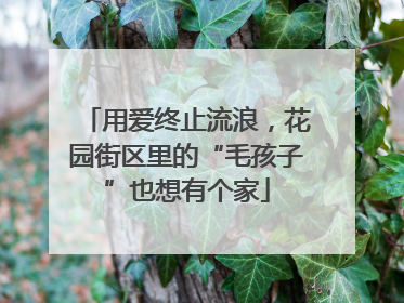 用爱终止流浪，花园街区里的“毛孩子”也想有个家