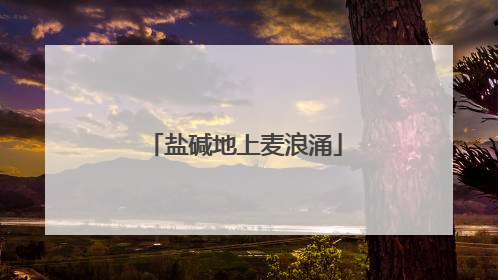 盐碱地上麦浪涌