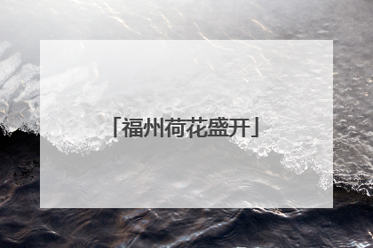 福州荷花盛开
