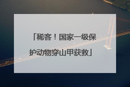 稀客！国家一级保护动物穿山甲获救