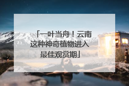 一叶当舟！云南这种神奇植物进入最佳观赏期