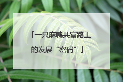 一只麻鸭共富路上的发展“密码”