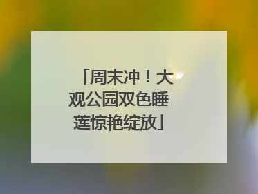 周末冲！大观公园双色睡莲惊艳绽放