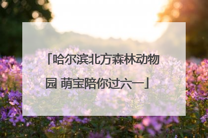 哈尔滨北方森林动物园 萌宝陪你过六一