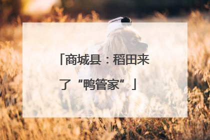 商城县：稻田来了“鸭管家”