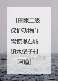 国家二级保护动物白鹭惊现石城镇水堡子村河道