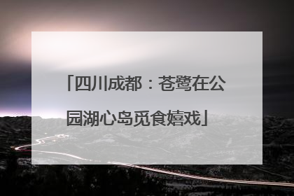四川成都：苍鹭在公园湖心岛觅食嬉戏