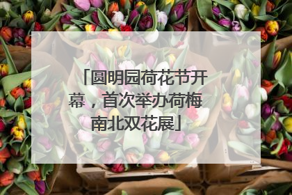 圆明园荷花节开幕，首次举办荷梅南北双花展