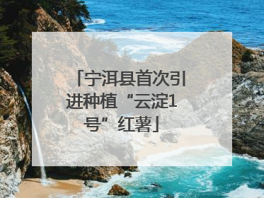 宁洱县首次引进种植“云淀1号”红薯
