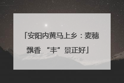 安阳内黄马上乡：麦穗飘香 “丰”景正好