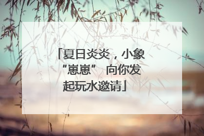 夏日炎炎，小象“崽崽” 向你发起玩水邀请