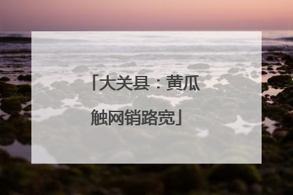 大关县：黄瓜触网销路宽