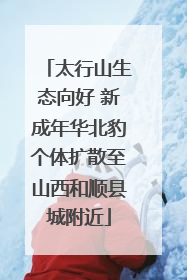 太行山生态向好 新成年华北豹个体扩散至山西和顺县城附近