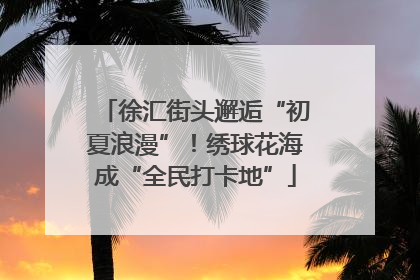 徐汇街头邂逅“初夏浪漫”！绣球花海成“全民打卡地”
