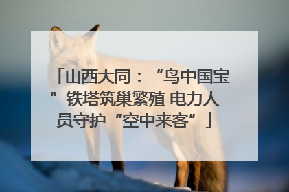 山西大同：“鸟中国宝”铁塔筑巢繁殖 电力人员守护“空中来客”