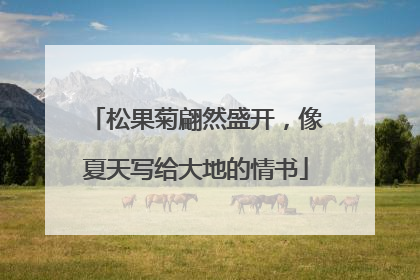 松果菊翩然盛开，像夏天写给大地的情书