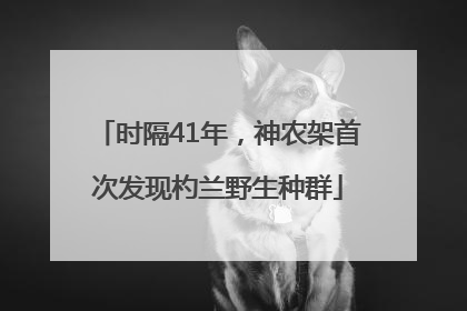 时隔41年，神农架首次发现杓兰野生种群