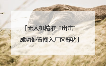 无人机精准“出击” 成功处置闯入厂区野猪