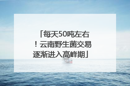 每天50吨左右！云南野生菌交易逐渐进入高峰期