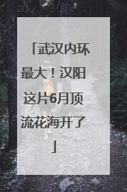 武汉内环最大！汉阳这片6月顶流花海开了