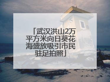武汉洪山2万平方米向日葵花海盛放吸引市民驻足拍照