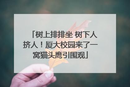 树上排排坐 树下人挤人！厦大校园来了一窝猫头鹰引围观