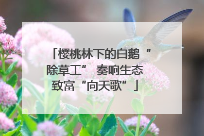 樱桃林下的白鹅“除草工” 奏响生态致富“向天歌”