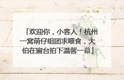 欢迎你，小客人！杭州一窝萌仔组团求喂食，大伯在窗台拍下温馨一幕