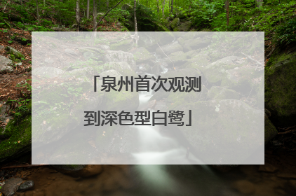 泉州首次观测到深色型白鹭