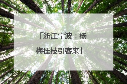 浙江宁波：杨梅挂枝引客来