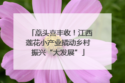 藠头喜丰收！江西莲花小产业撬动乡村振兴“大发展”