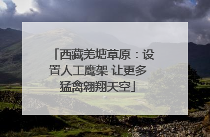 西藏羌塘草原：设置人工鹰架 让更多猛禽翱翔天空