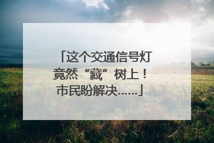 这个交通信号灯竟然“藏”树上！市民盼解决……