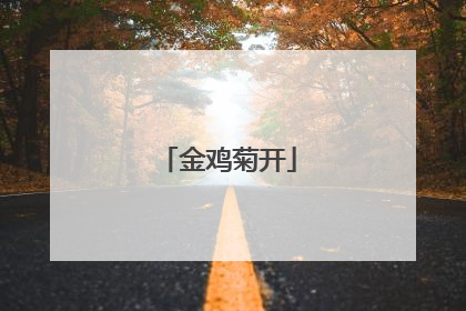 金鸡菊开