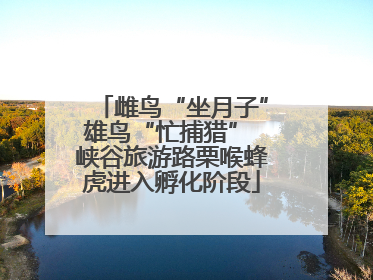 雌鸟“坐月子”雄鸟“忙捕猎” 峡谷旅游路栗喉蜂虎进入孵化阶段